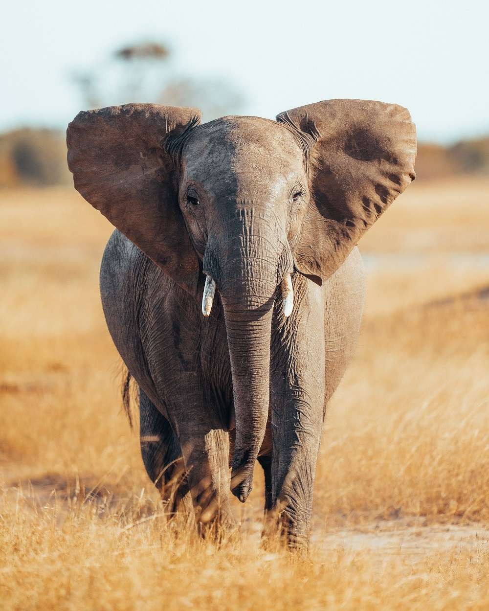 Elephants Wilderness Zimbabwe Luke Stackpoole