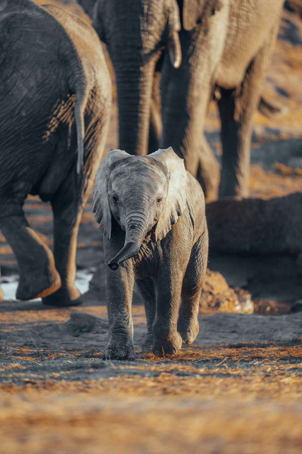 Elephant Zimbabwe Luke Stackpoole