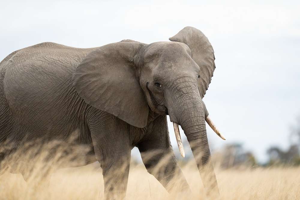 Elephants Wilderness Zimbabwe 