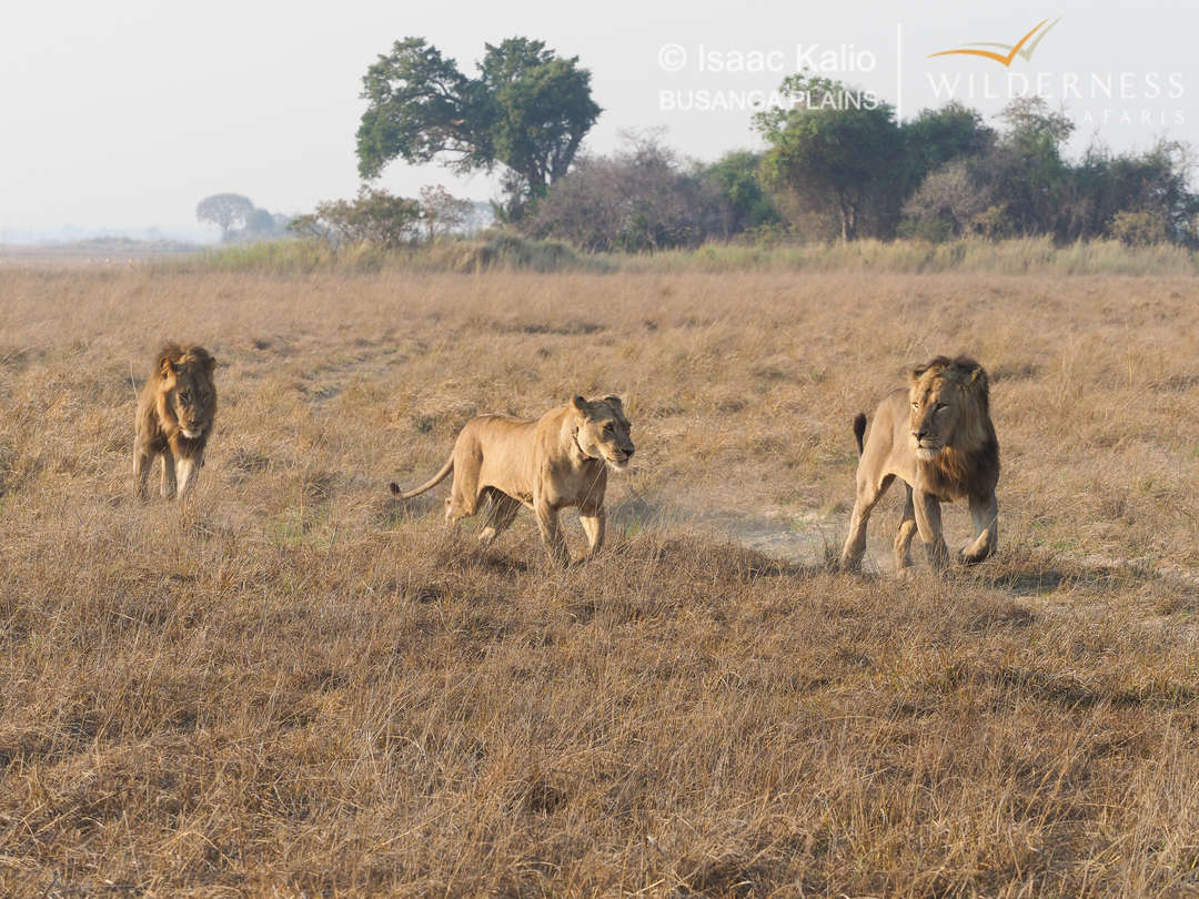 Lion pride in Busanga Plains Wilderness Zambia