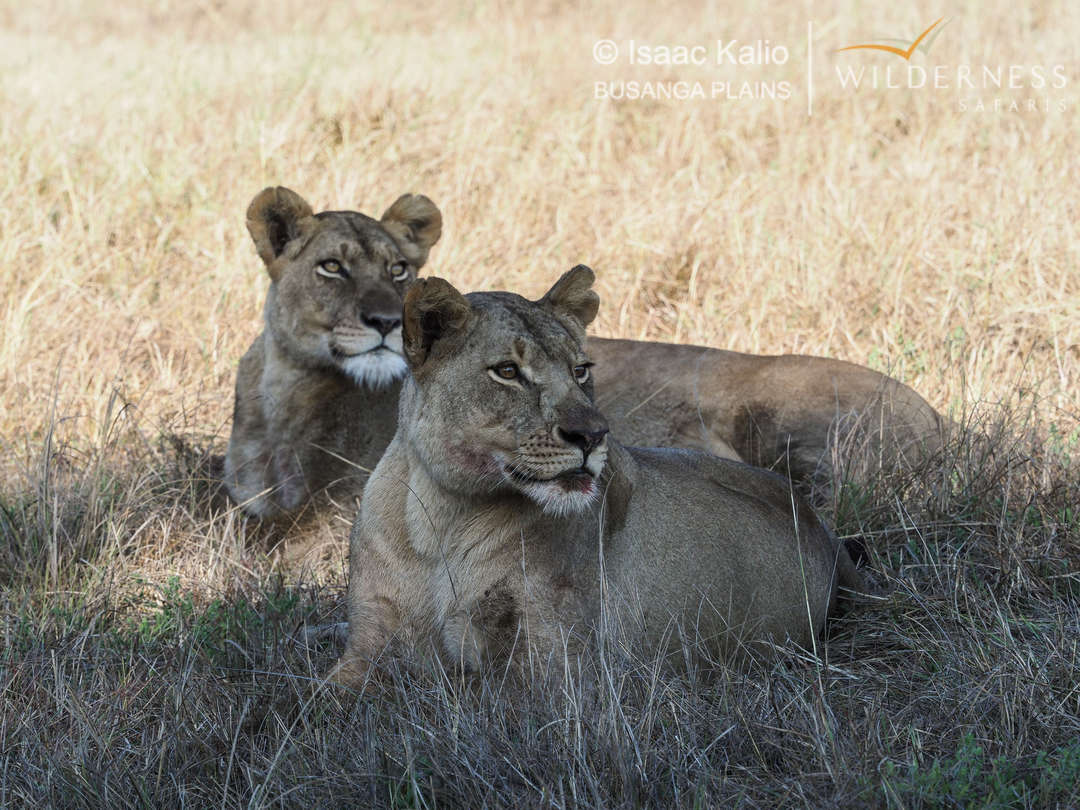 Lionesses on the Busanga Plains Wilderness Zambia