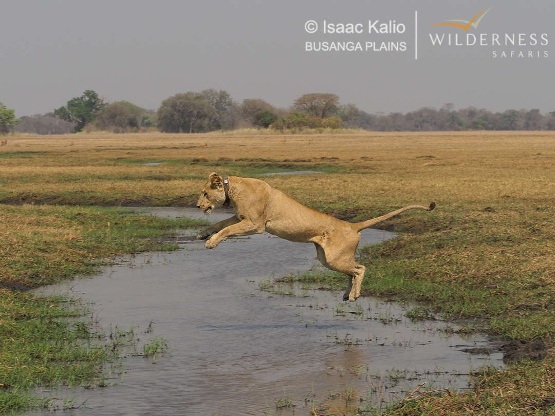 Lioness leaping of water Wilderness Shumba Zambia
