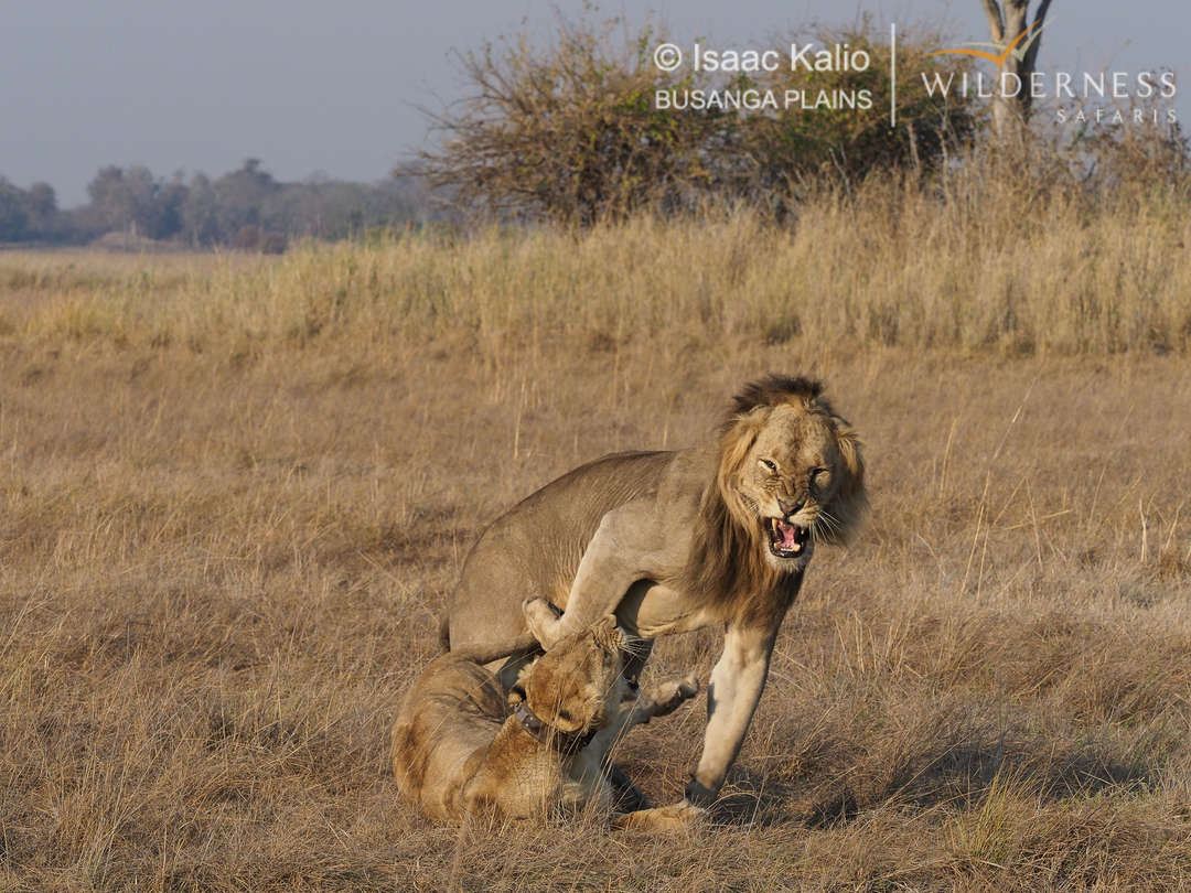 Lions mating in Kafue National Park Wilderness Zambia