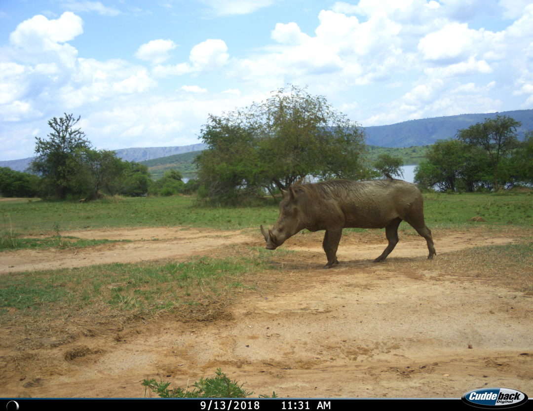 wilderness safaris akagera national park