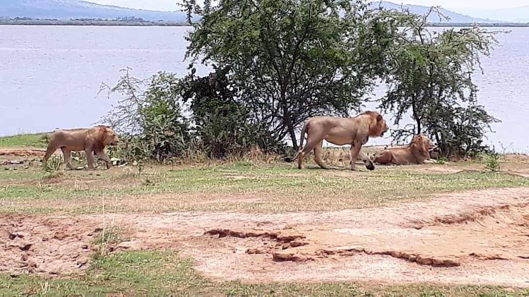 wilderness safaris akagera national park