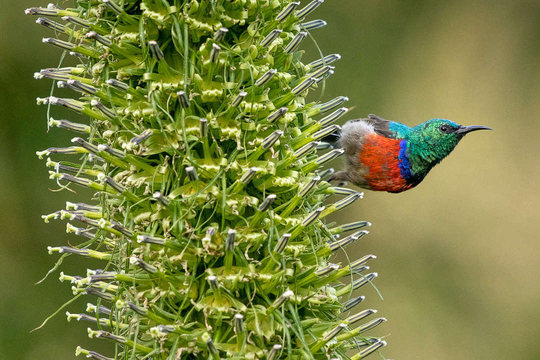 Rwenzori double-collared sunbird