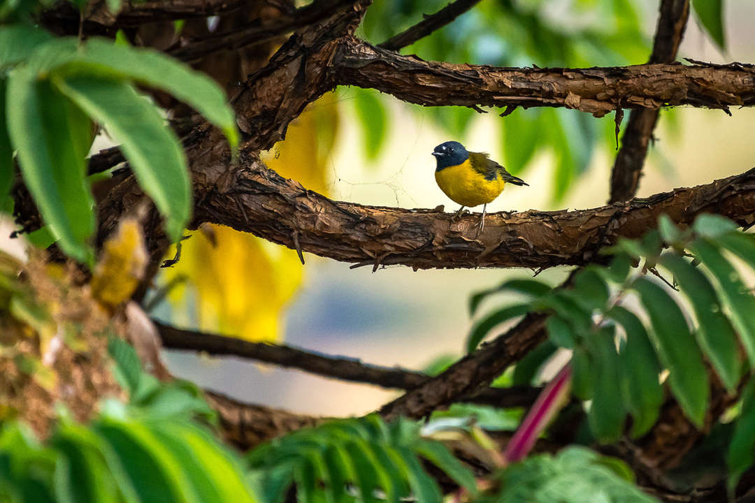 White-starred robin
