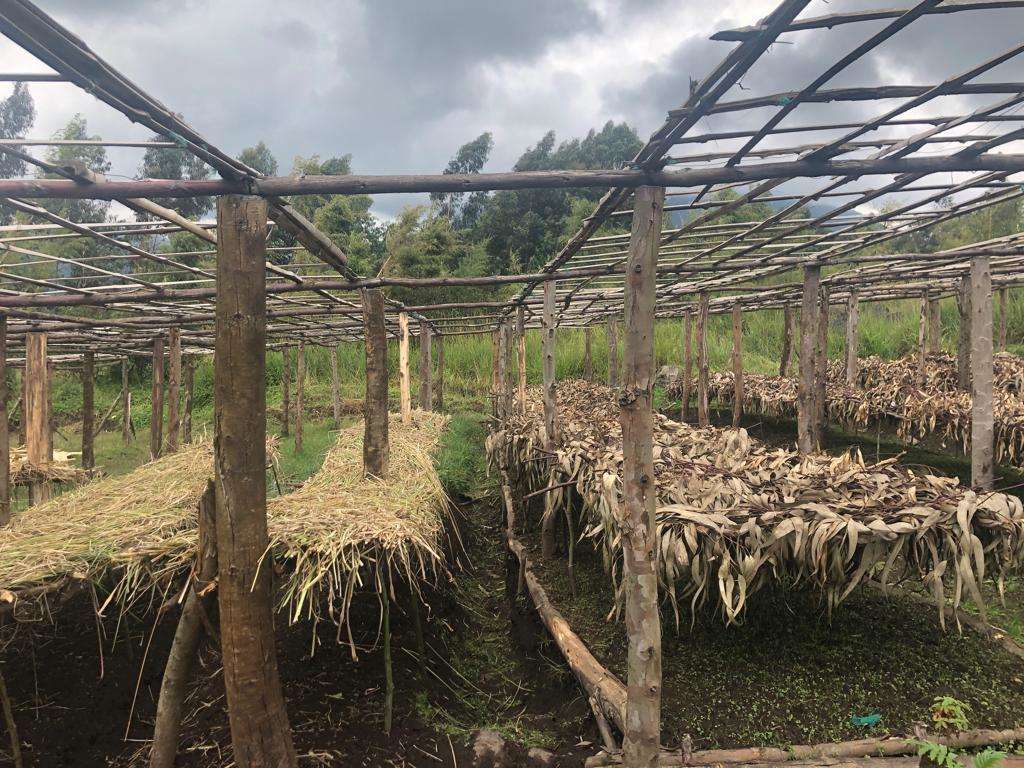 Seed harversting is an important part during the reforestation projects at Bisate