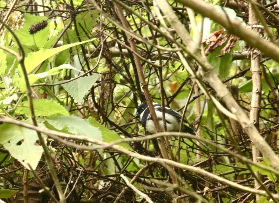 Due to this very successful reforestation project, species return to the forest