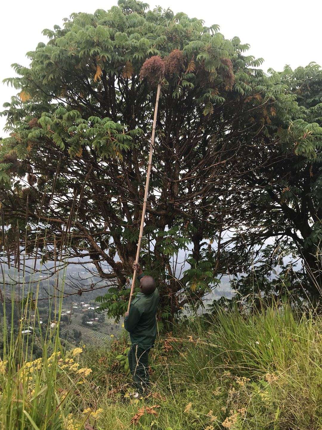 Seed harversting from a tree during the reforestation projects at Bisate