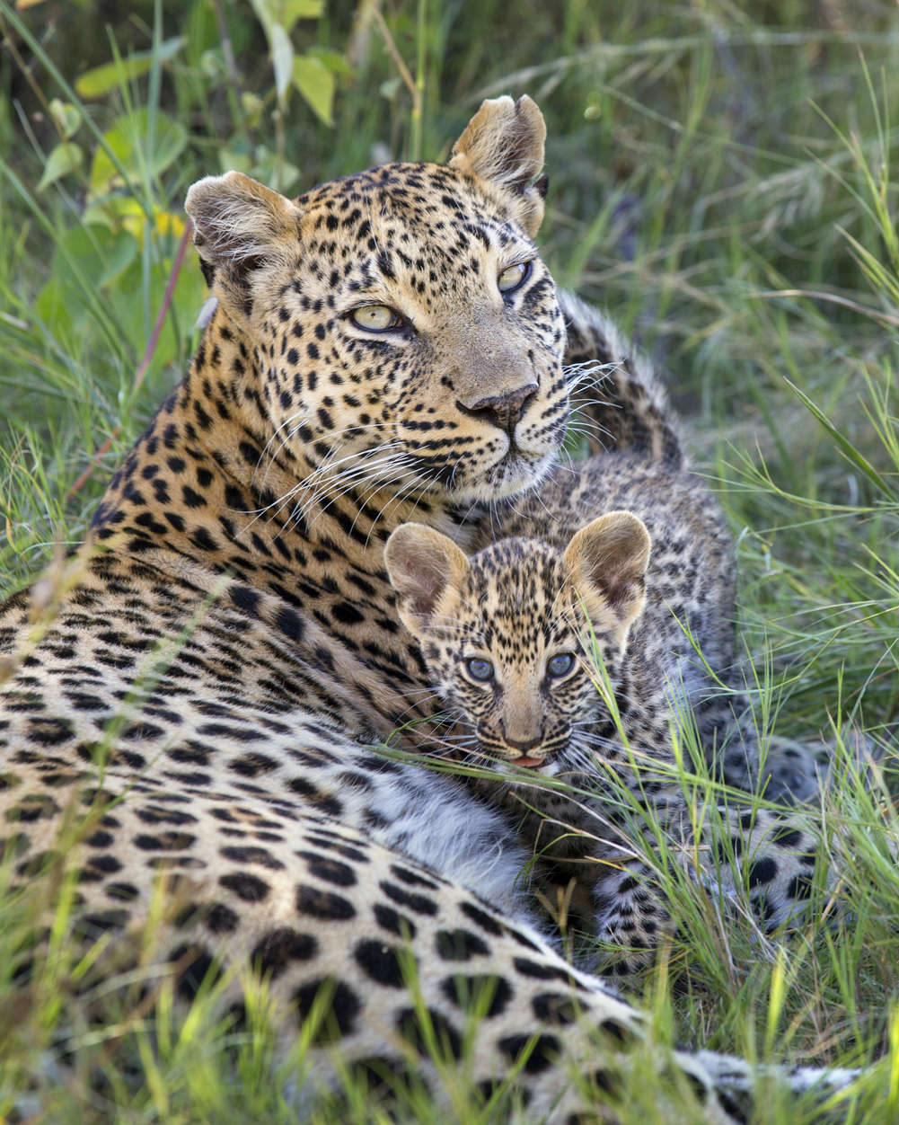 leopard cubs