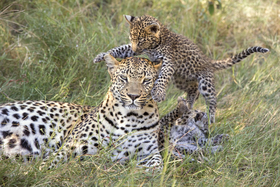 leopard cubs