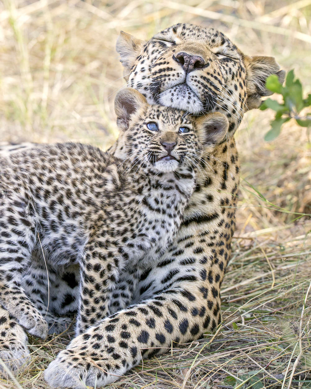 leopard cubs