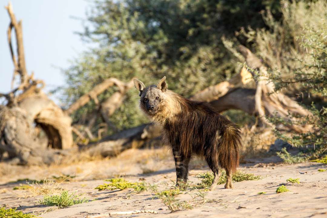 Facts About Brown Hyena or Strandwolf | Wilderness